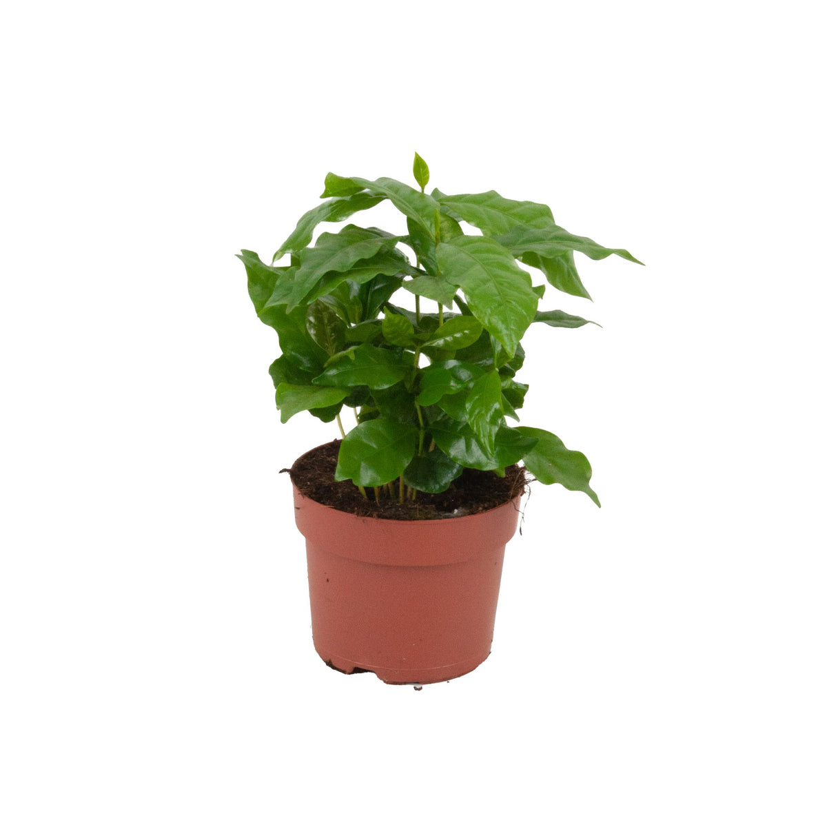 Caféier Coffea arabica aux feuilles vert sombre brillantes en pot de 12 cm