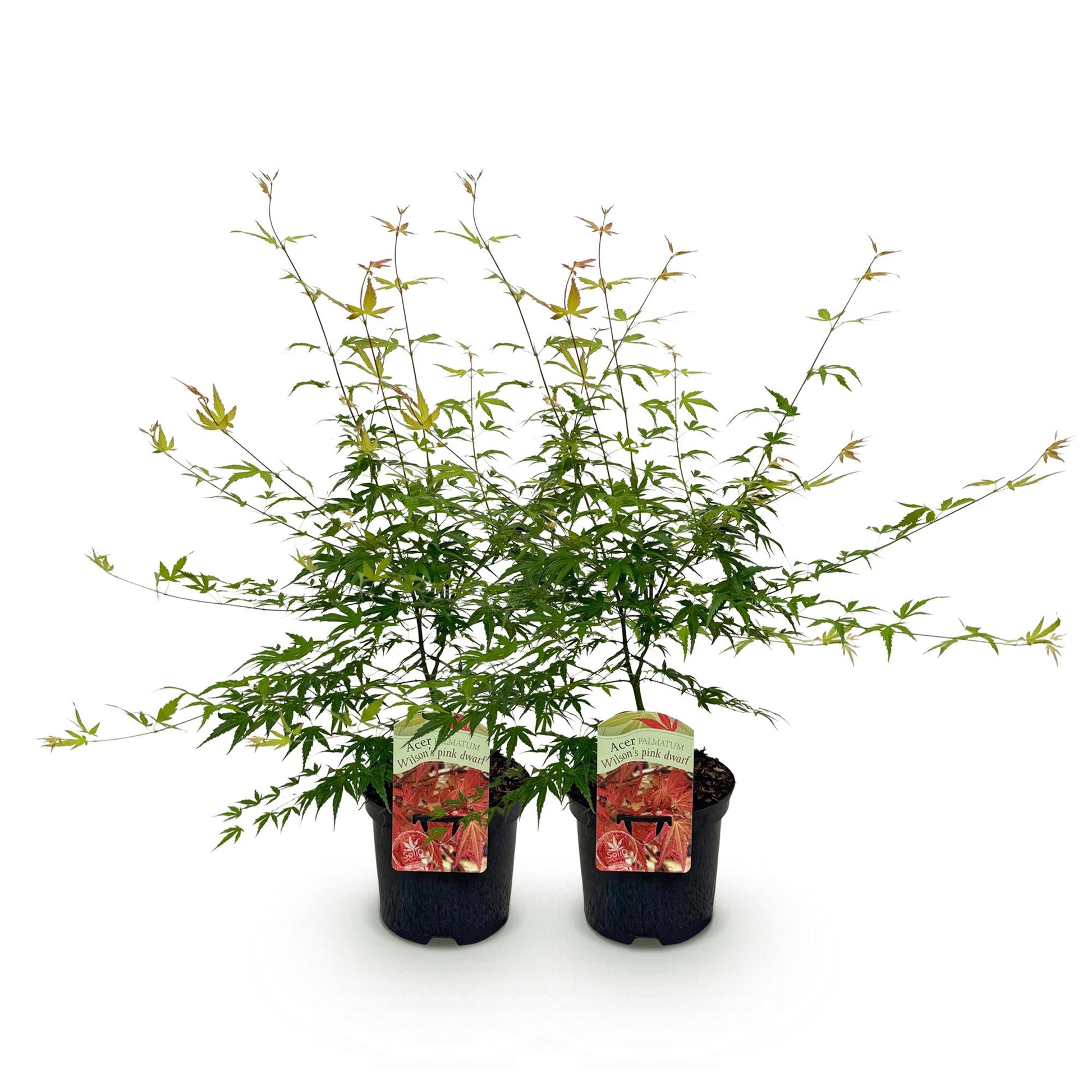 Érable japonais Acer palmatum Pink Dwarf. Deux plants en pot noir, feuillage vert printanier, avec étiquettes illustrant les feuilles rouges