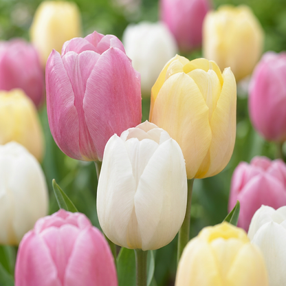Champ de tulipes 'Sorbet' en mélange, affichant des fleurs roses, jaunes et blanches épanouies.