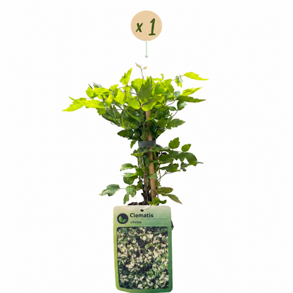 Clématite des haies (Clematis vitalba) - grimpante parfumée