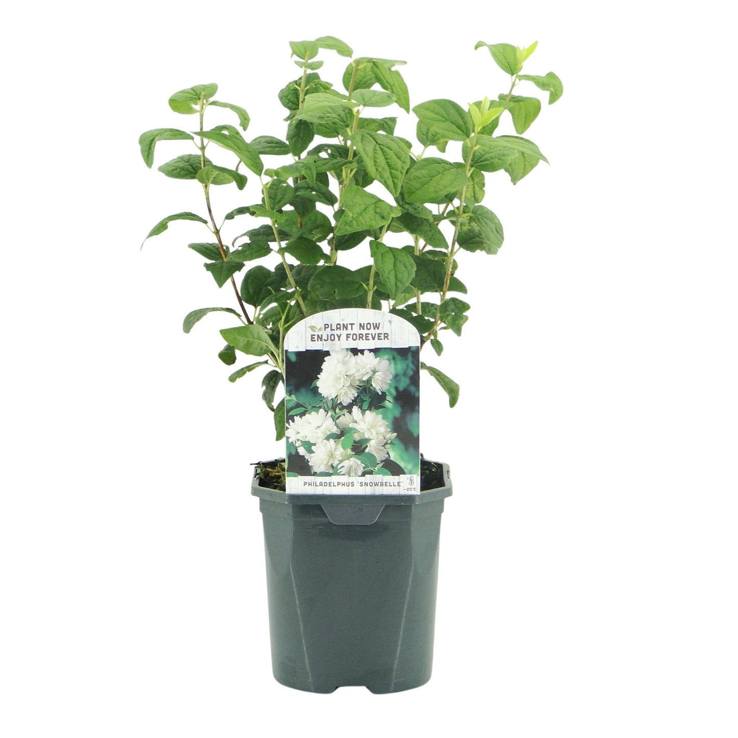 Jasmin des paysans 'Philadelphus Snowbelle', un jeune plant en pot avec son étiquette montrant des fleurs blanches, prêt à être planté.