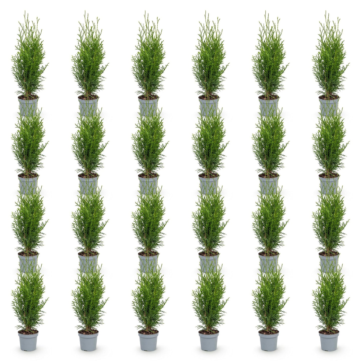 Thuja occidentalis Smaragd. Lot de plusieurs jeunes plants d'arbres de vie, prêts à être plantés pour une haie, sur fond blanc.