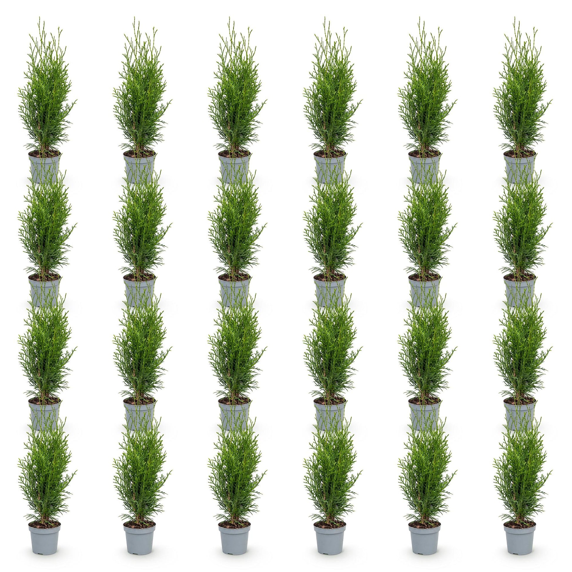 Thuja occidentalis Smaragd. Lot de plusieurs jeunes plants d'arbres de vie, prêts à être plantés pour une haie, sur fond blanc.
