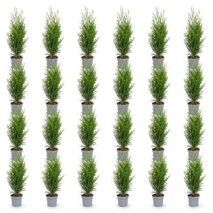 Thuja occidentalis Smaragd. Lot de plusieurs jeunes plants d'arbres de vie, prêts à être plantés pour une haie, sur fond blanc.