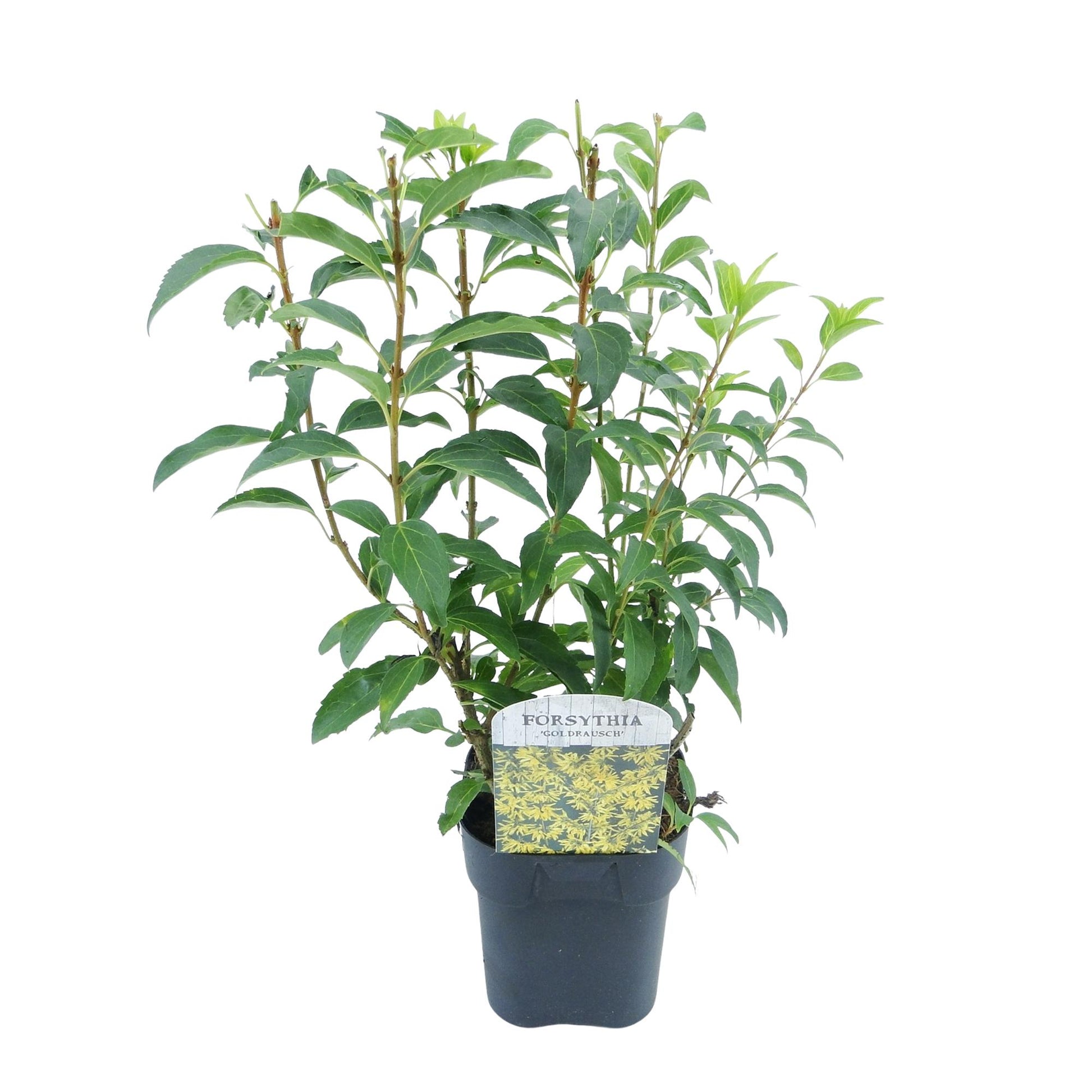 Forsythia intermedia Goldrauch : un jeune plant avec des feuilles vertes, présenté dans son pot de culture noir sur un fond blanc uni.