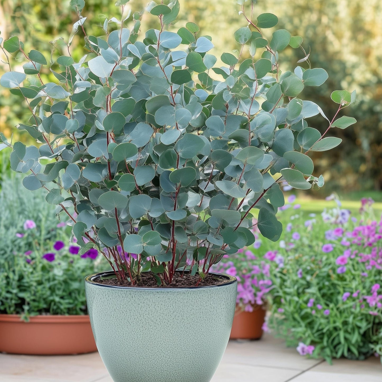 Eucalyptus gunnii dans un pot gris sur une terrasse, avec d'autres plantes fleuries en arrière-plan, créant une ambiance de jardin.