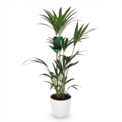 Plante d'intérieur - Howea Forsteriana - Palmier Kentia - Peu d'entretien - Vert - 1 Plante - avec Potter Blanc - Pot 21cm - Hauteur 120-130cm
