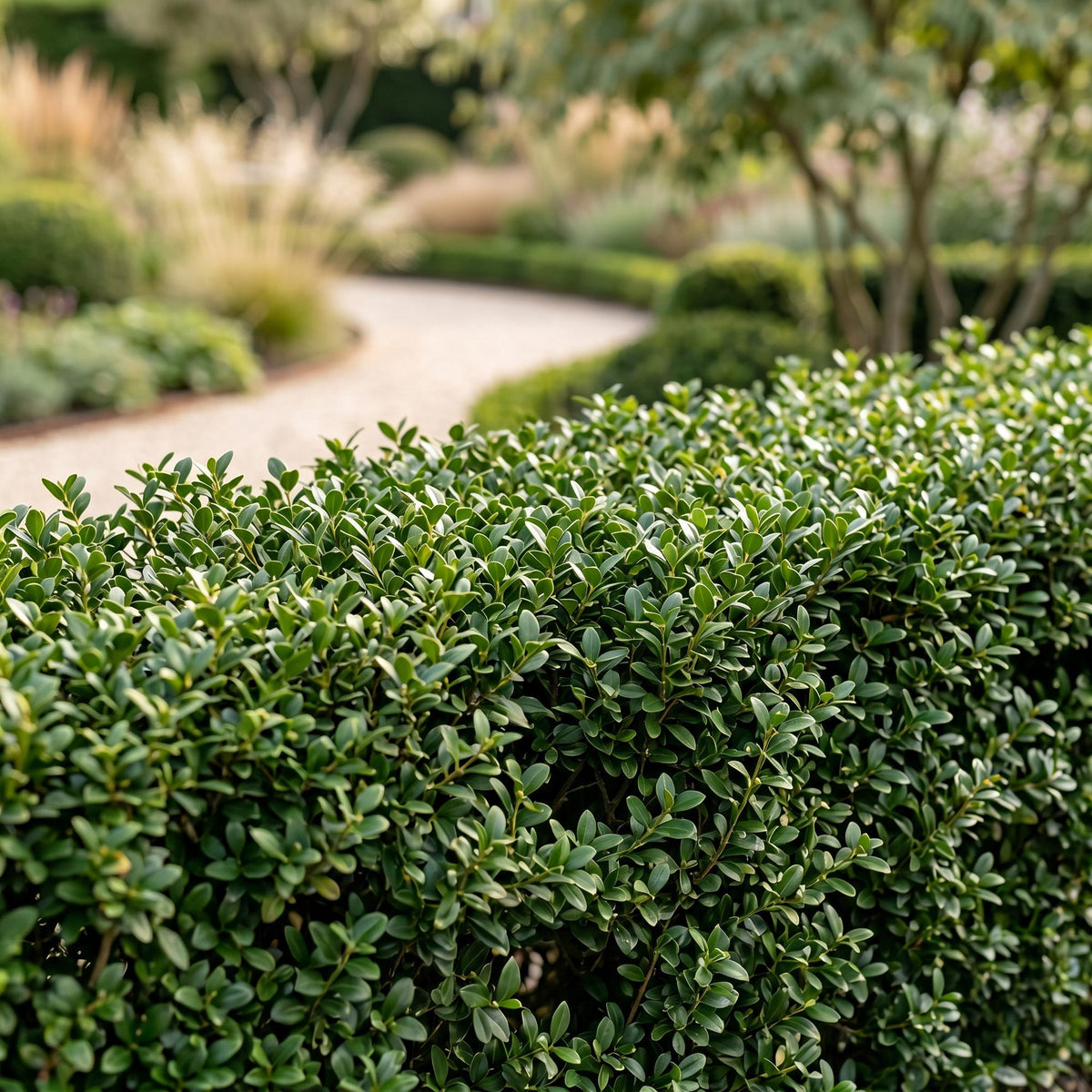Ilex crenata Stokes en haie taillée, avec un chemin sinueux et une végétation luxuriante en arrière-plan d'un jardin ensoleillé.