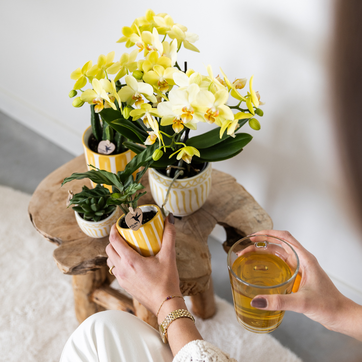 Orchidée Phalaenopsis jaune en pot