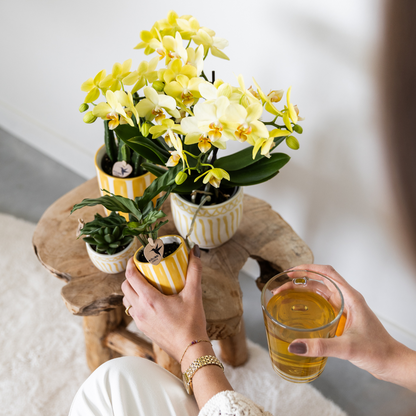 Orchidée Phalaenopsis jaune en pot