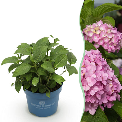Hortensia Endless Summer The Original Pink en pot, à gauche, avec à droite un aperçu de ses magnifiques fleurs roses une fois adulte.