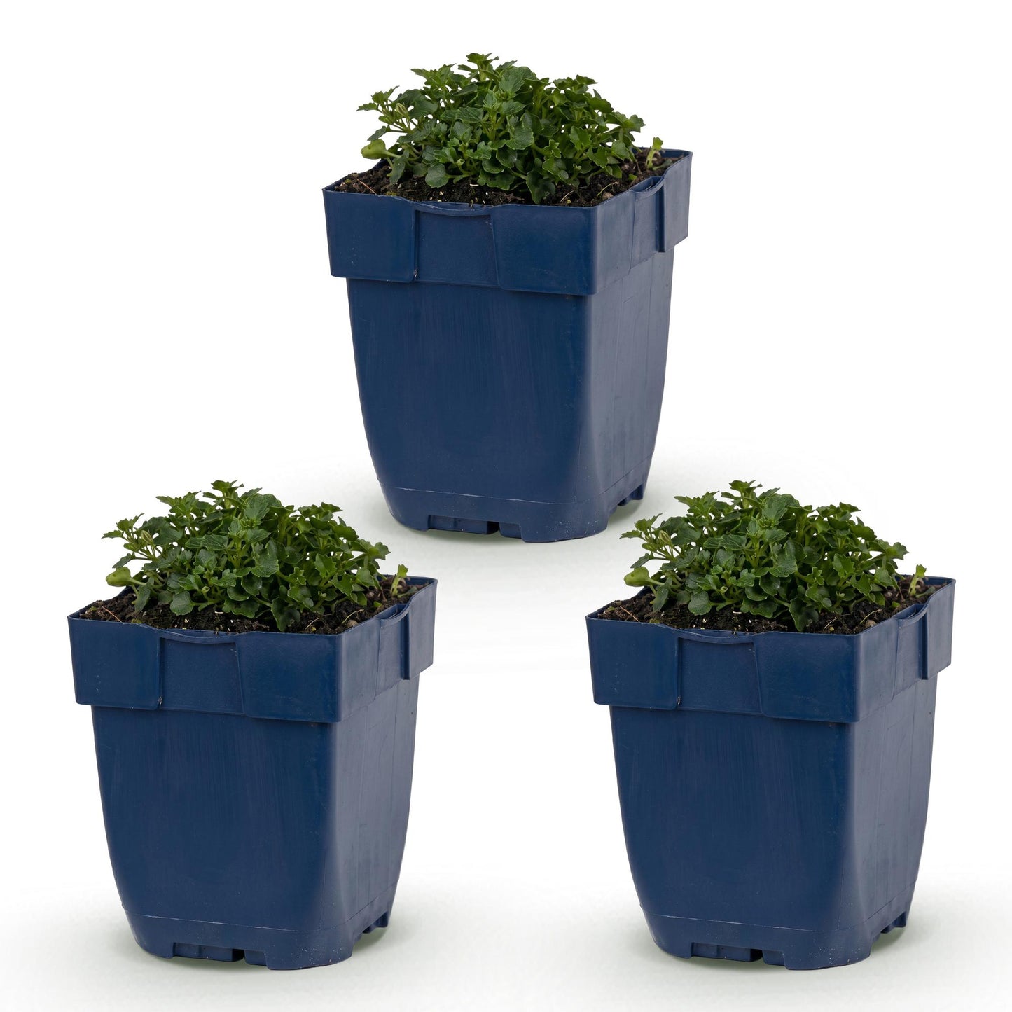 Campanule à feuilles de pêcher en pots. Trois jeunes plants de vivaces en pots bleus, alignés sur un fond blanc uni, prêts à être plantés.