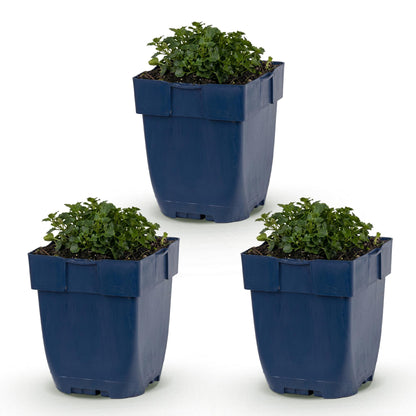 Campanule à feuilles de pêcher en pots. Trois jeunes plants de vivaces en pots bleus, alignés sur un fond blanc uni, prêts à être plantés.