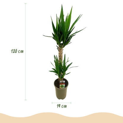 Plante d'intérieur - Yucca elephantipes - Yucca - Peu d'entretien - Vert - 1 - Pot 19cm - Hauteur 95cm