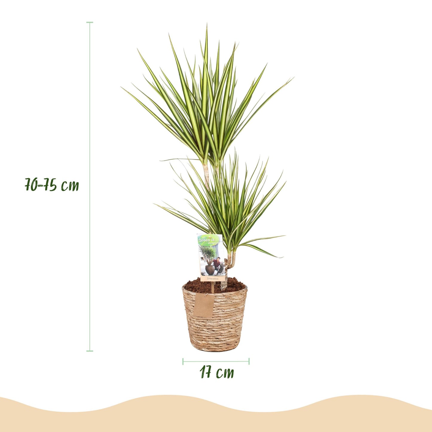 Plantes d'intérieur - Dracaena Sunray - Dragonnier - Peu d'entretien - avec panier - Vert - jaune - 1 Plante - Pot 17cm - Hauteur 70-75cm