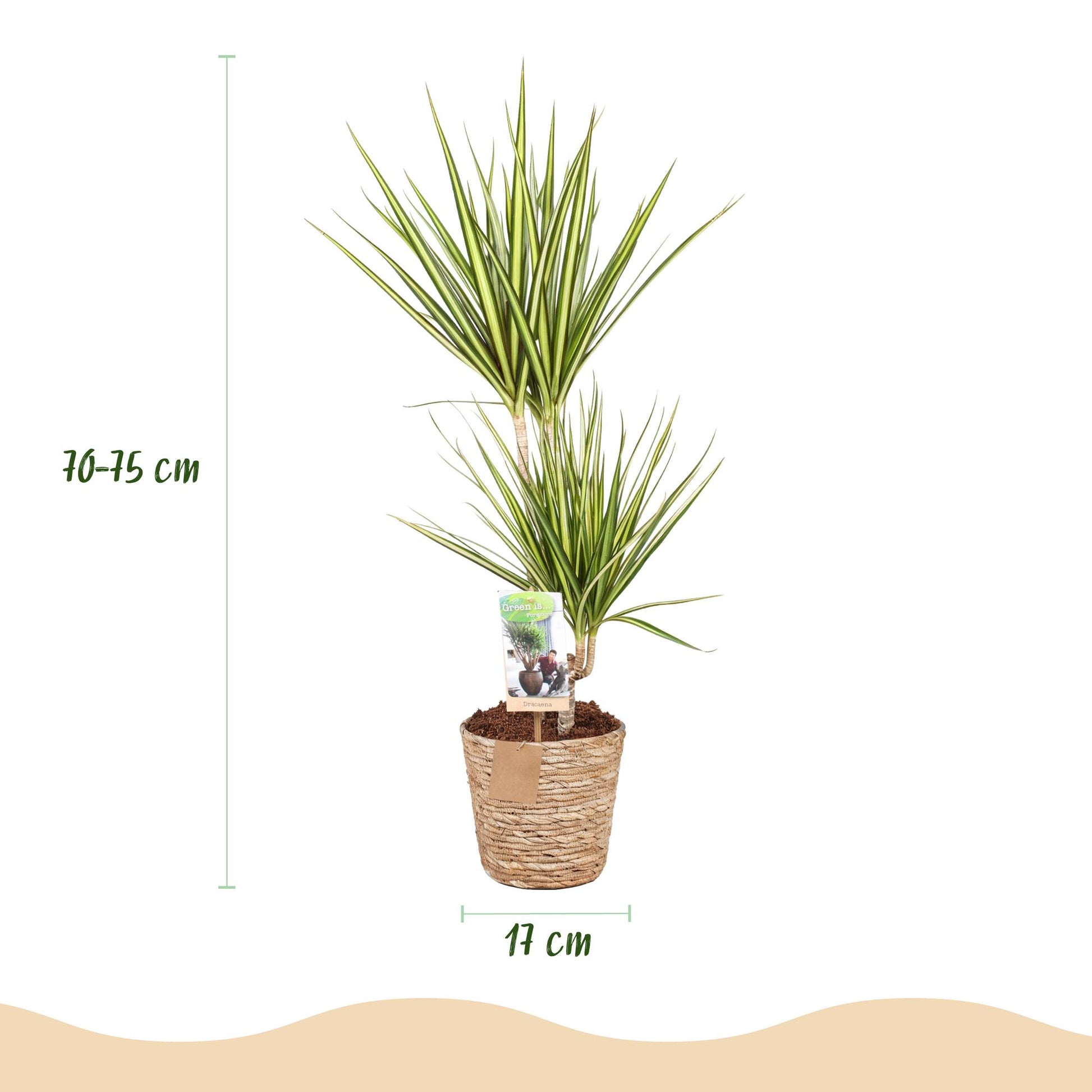 Plantes d'intérieur - Dracaena Sunray - Dragonnier - Peu d'entretien - avec panier - Vert - jaune - 1 Plante - Pot 17cm - Hauteur 70-75cm