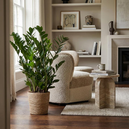 Zamioculcas Zamiifolia avec panier Zeegras naturel  - 80cm - Ø21
