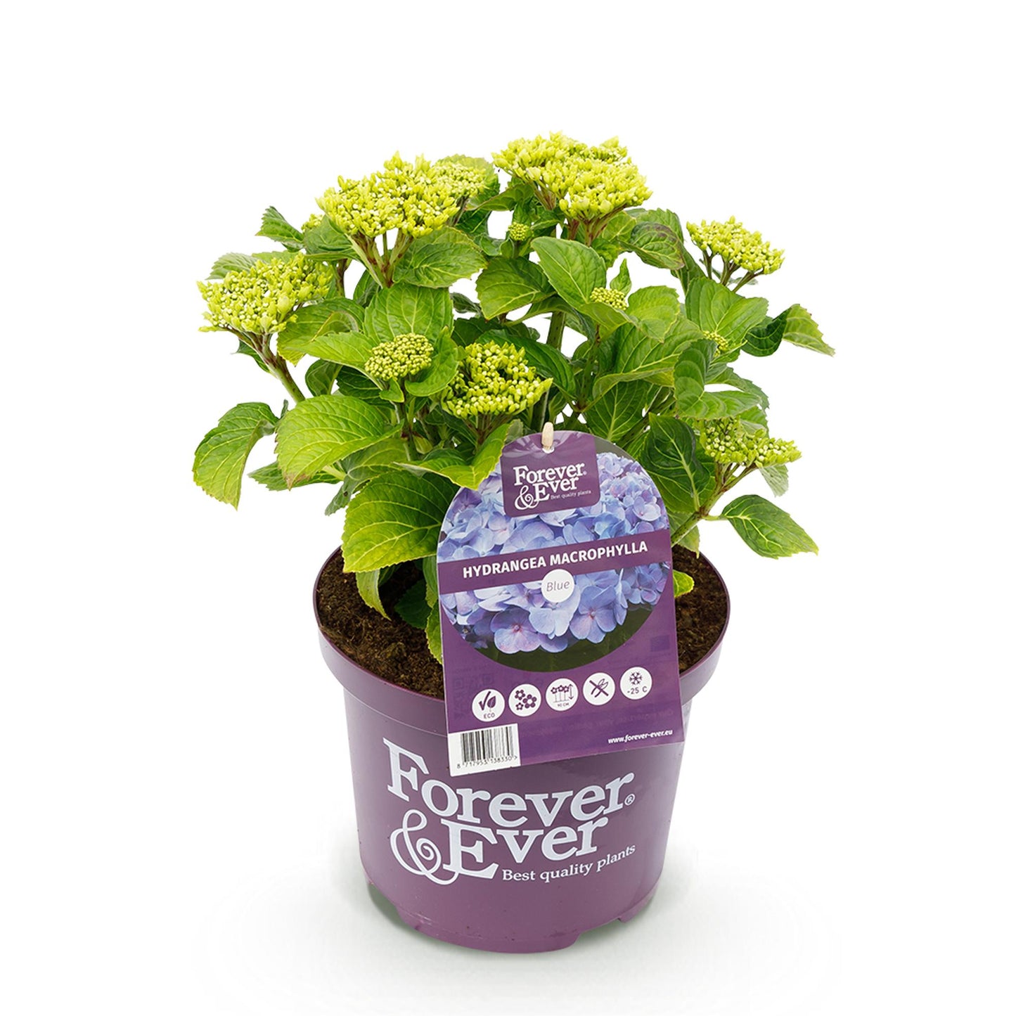 Hortensia Hydrangea Forever & Ever bleu, jeunes pousses vertes, en pot violet sur fond blanc. Étiquette produit bien visible.