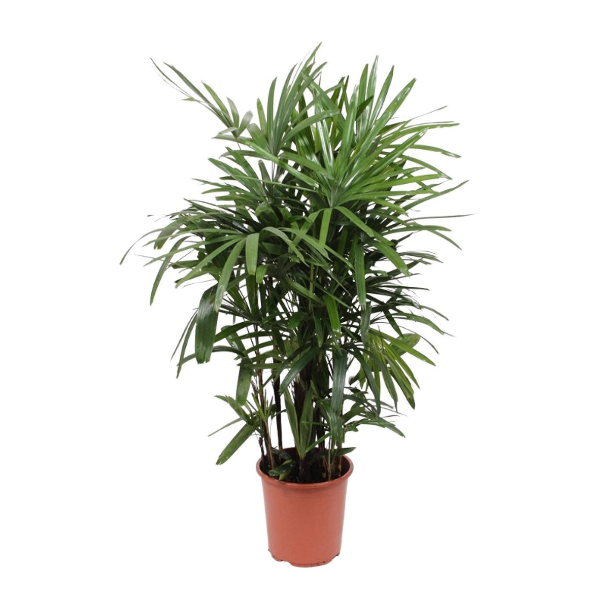 Rhapis excelsa en pot de 27 cm, hauteur 120 cm, photographié sur fond blanc