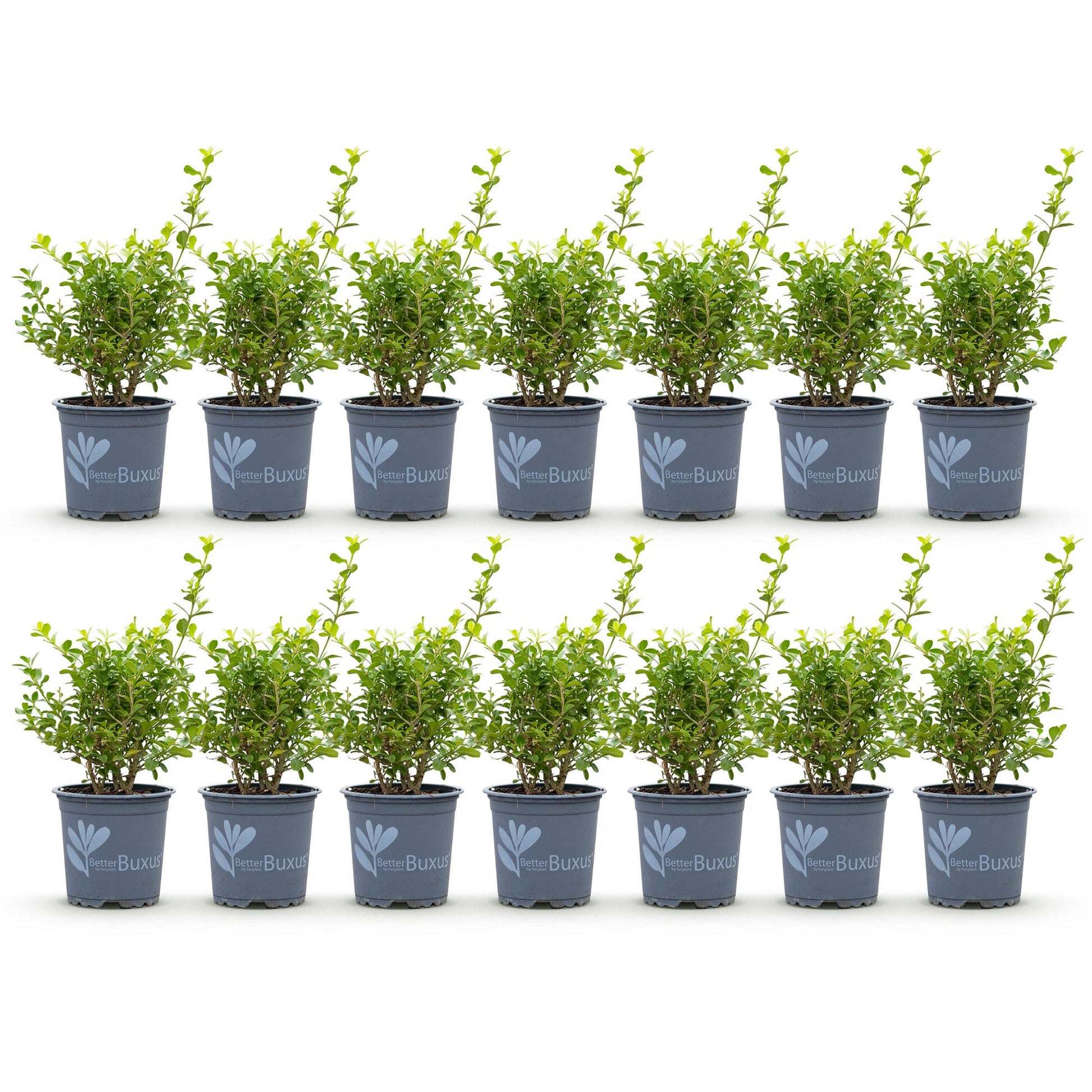 Buxus Haie BetterBuxus Babylon Beauty. Lot de plusieurs plants en pot sur fond blanc, prêts à être plantés pour créer une haie.