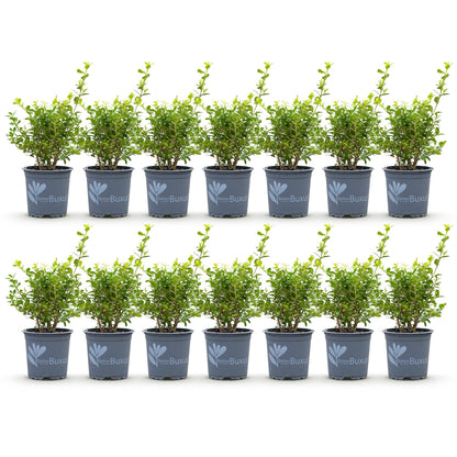 Buxus Haie BetterBuxus Babylon Beauty. Lot de plusieurs plants en pot sur fond blanc, prêts à être plantés pour créer une haie.