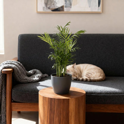 Plante d'intérieur - Chamaedorea elegans - Palmier en or - Plante amicale pour les animaux - Vert - 1 Plante - avec Pot Gris - Pot de 12cm - Hauteur de 15cm