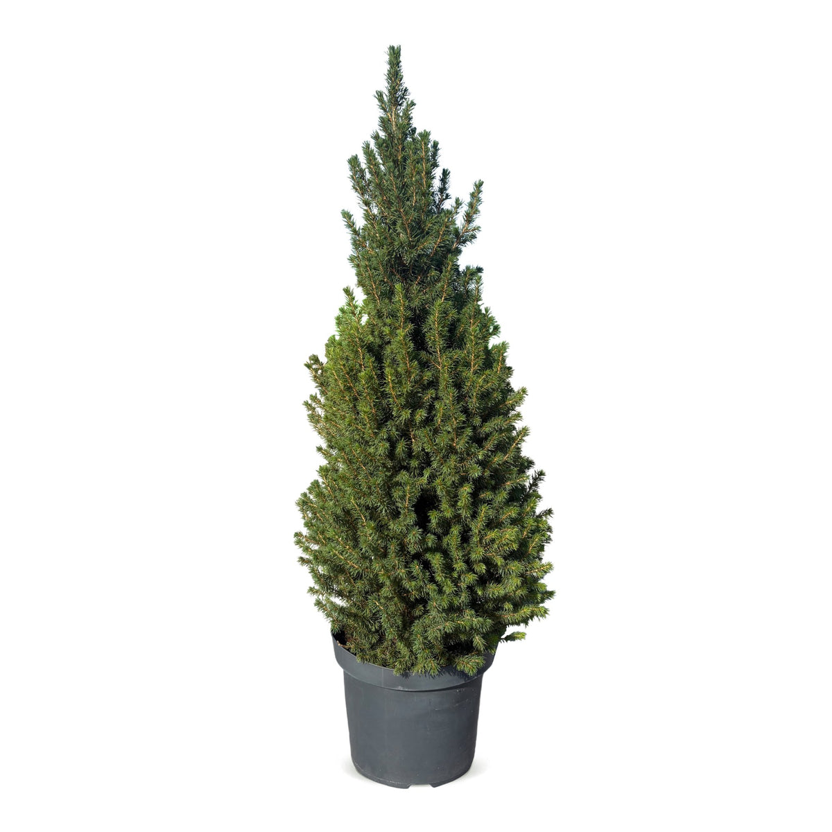 Épicéa de l'Alberta 'Conica' 1 sapin en pot de 26 cm
