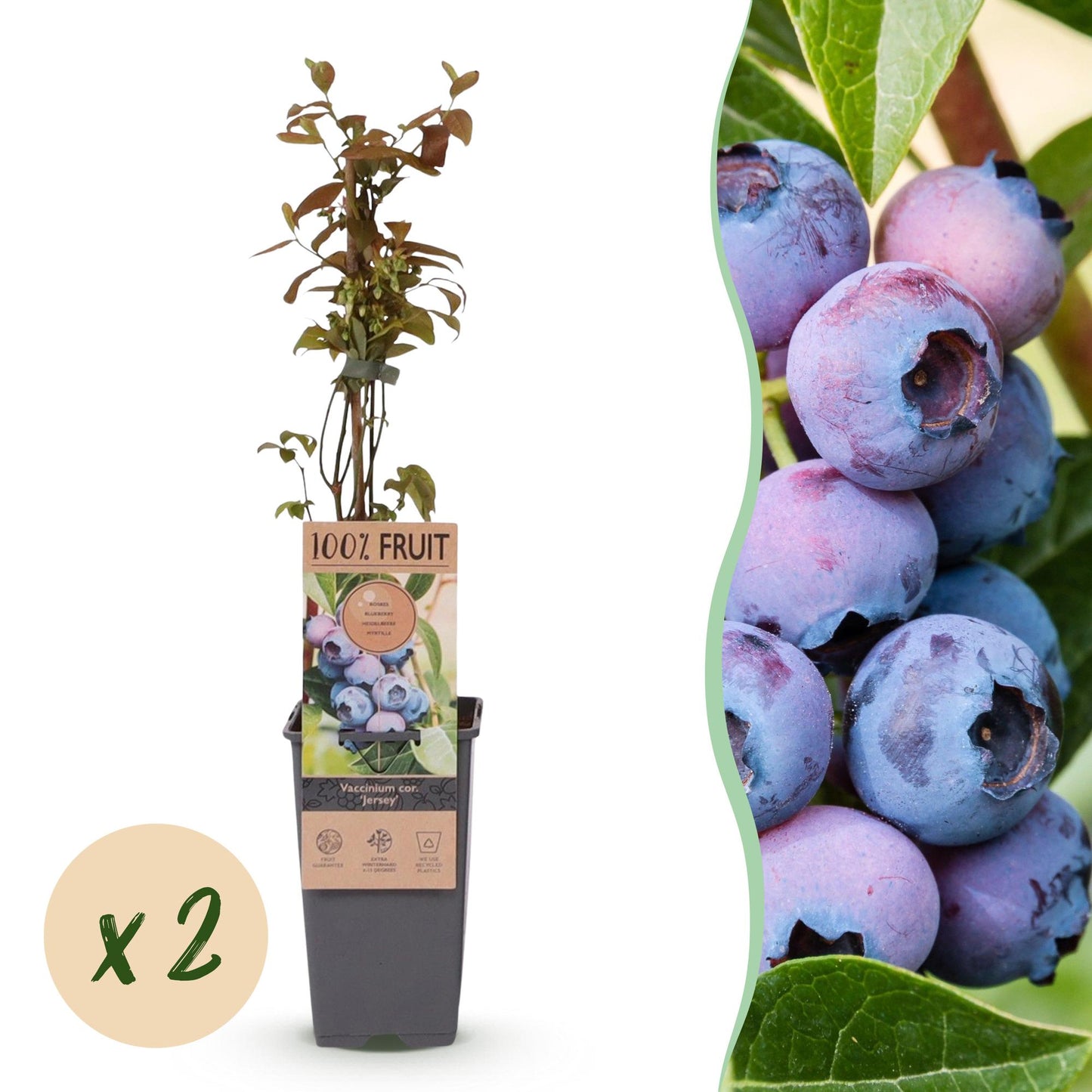 Myrtillier 'Jersey' : plant en pot sur fond blanc avec une pastille indiquant « x 2 » pour les deux plants. À droite, un gros plan de myrtil