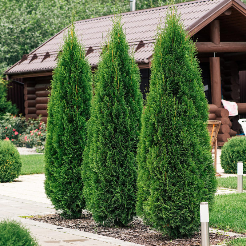 Thuya Smaragd (Thuja occidentalis), plante de haie persistante, Pot 17 cm, Hauteur 60 cm