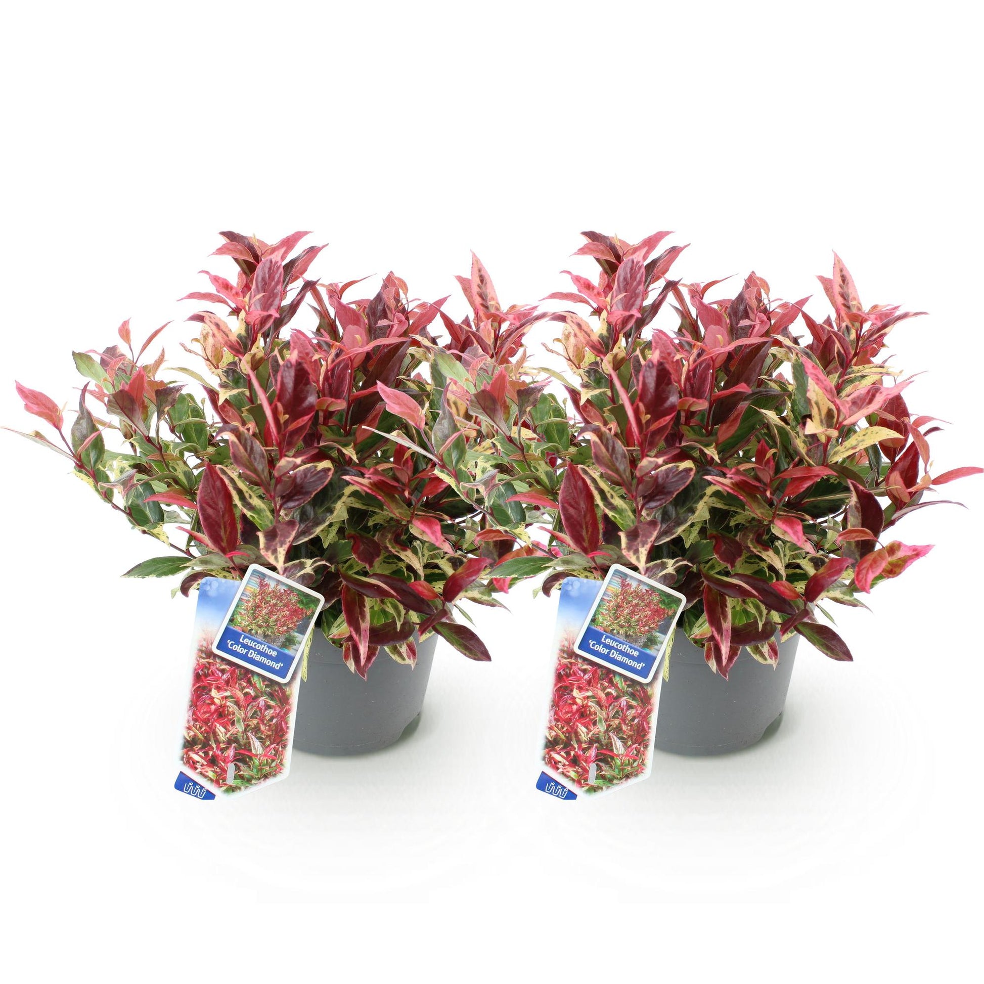 Leucothoe Colour Diamond. Deux plants en pot avec feuillage panaché de rouge et vert sur fond blanc, prêts à être plantés.