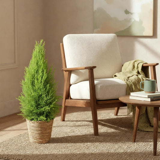 Cupressus Gold Crest Wilma - Conifère d'intérieur - Pot de 21cm - Hauteur 85-95cm - plantandstories