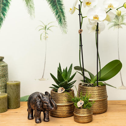 Orchidée Phalaenopsis blanche en pot