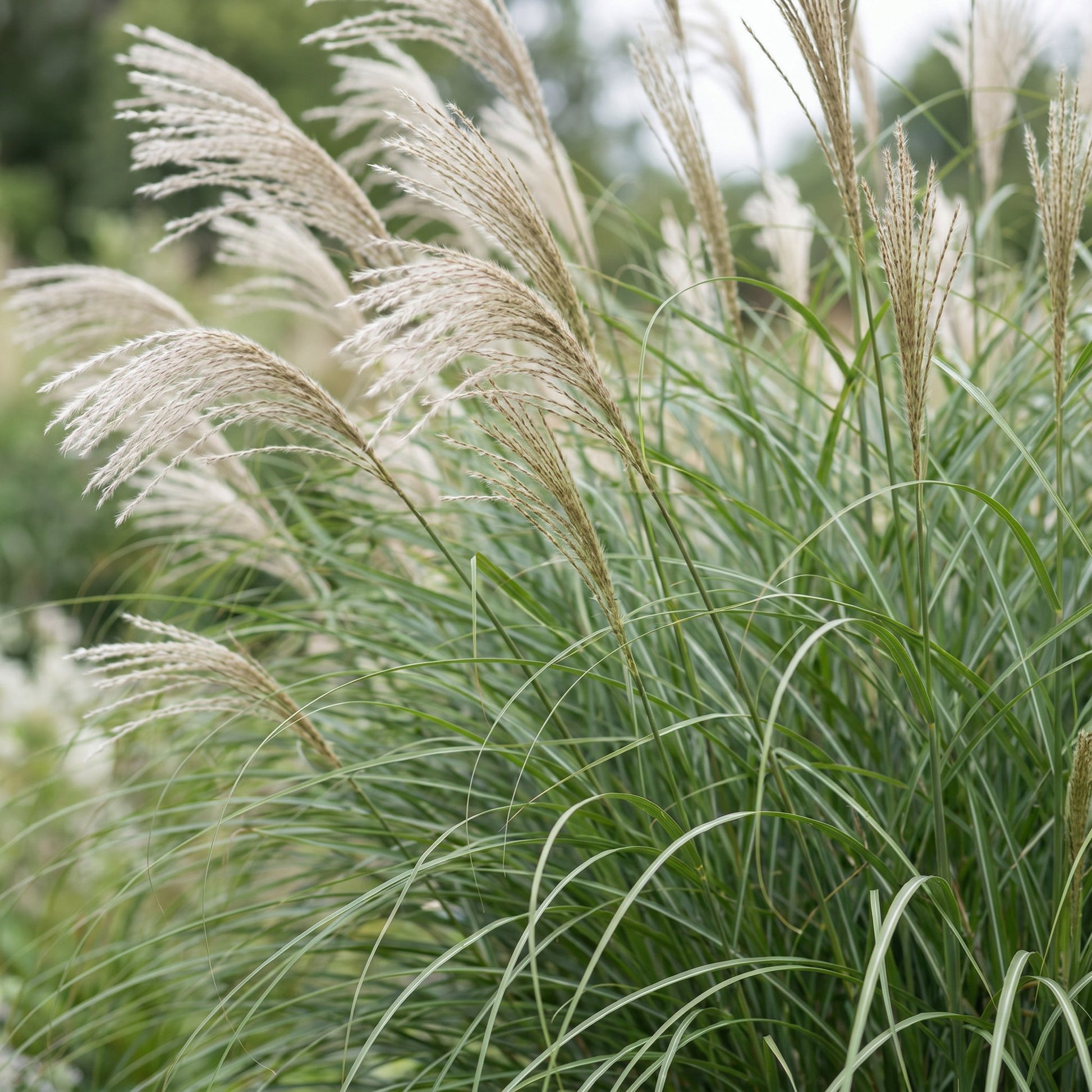 Miscanthus sin. Gracillimus. Une touffe luxuriante de graminées aux fines feuilles vertes et panaches floraux crème vaporeux en extérieur.