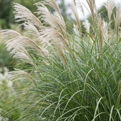Miscanthus sin. Gracillimus. Une touffe luxuriante de graminées aux fines feuilles vertes et panaches floraux crème vaporeux en extérieur.