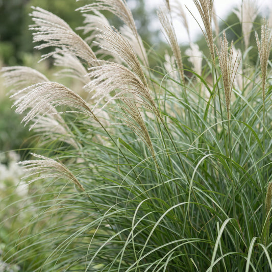 Miscanthus sin. Gracillimus. Une touffe luxuriante de graminées aux fines feuilles vertes et panaches floraux crème vaporeux en extérieur.