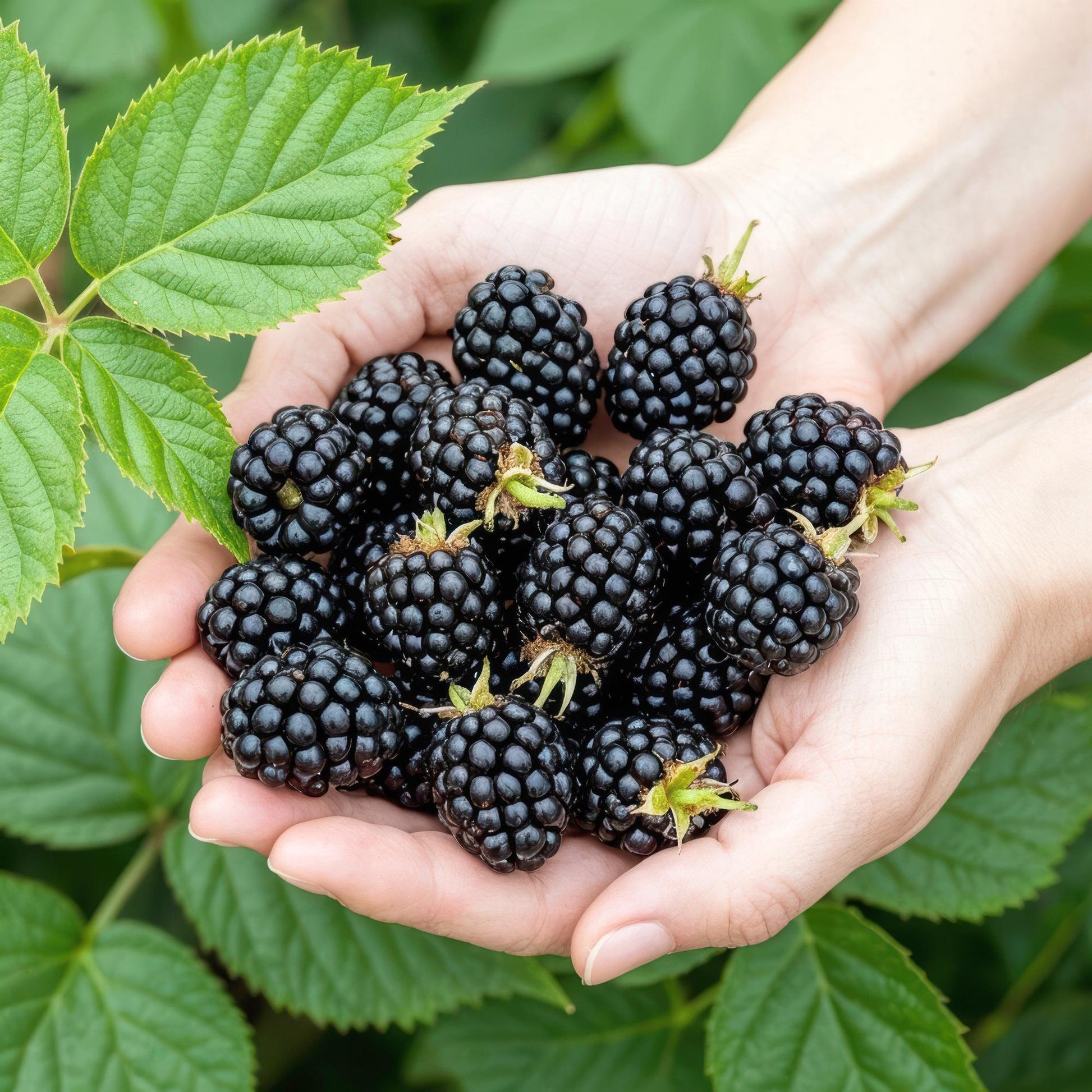 Ronce Rubus Black Satin : De belles mûres noires juteuses récoltées à la main, prêtes à être dégustées ou transformées.