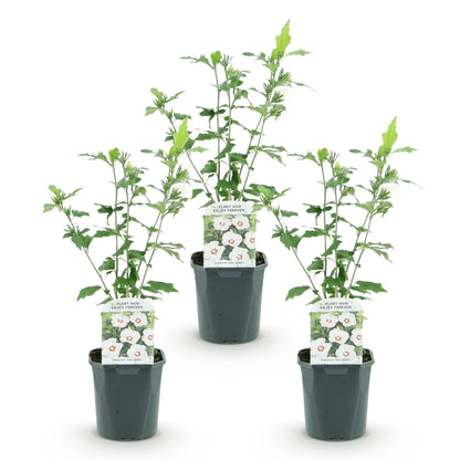 Hibiscus syriacus Red Heart : trois jeunes plants en pots, avec leurs étiquettes montrant les fleurs blanches à cœur rouge.
