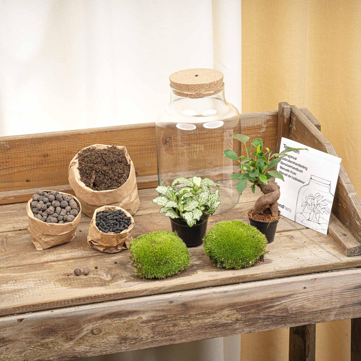 Kit terrarium lumineux bonsaï Ficus Ginseng et Fittonia, bouteille en verre à bouchon LED, hauteur 25 cm