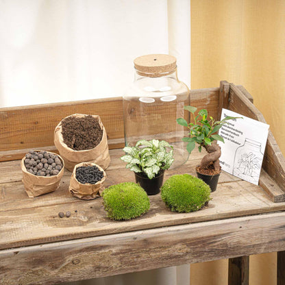 Kit terrarium lumineux bonsaï Ficus Ginseng et Fittonia, bouteille en verre à bouchon LED, hauteur 25 cm