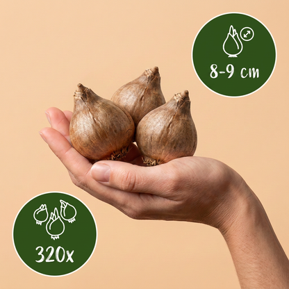 Bulbes de Nivéole d'été tenus dans une main, calibre 8-9 cm, lot de 320 bulbes.