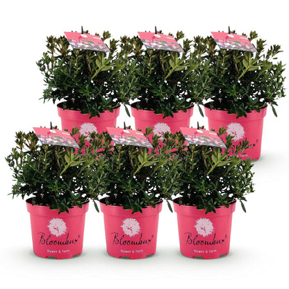 Rhododendron Bloombux Rose Clair. Huit plants en pots roses alignés sur un fond blanc uni, prêts à être plantés.