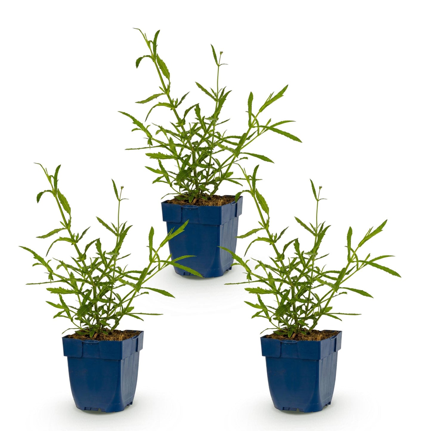 Verveine de Buenos Aires 'Lollipop', jeunes plants en pots bleus, feuillage vert, sur fond blanc, prêts à être plantés.