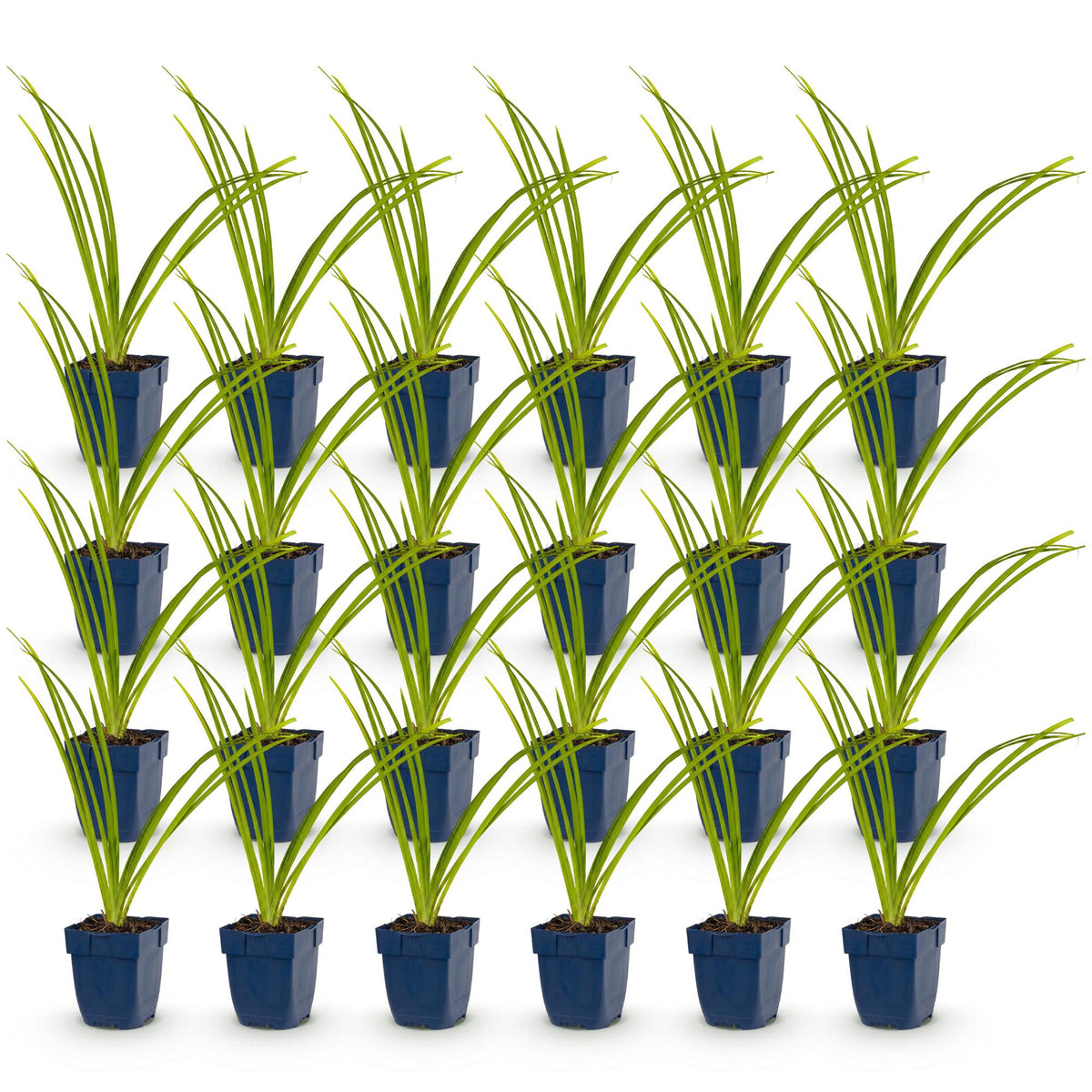 Hémérocalle 'Pink Damask' - lot de 24 plants en pot de 11 cm
