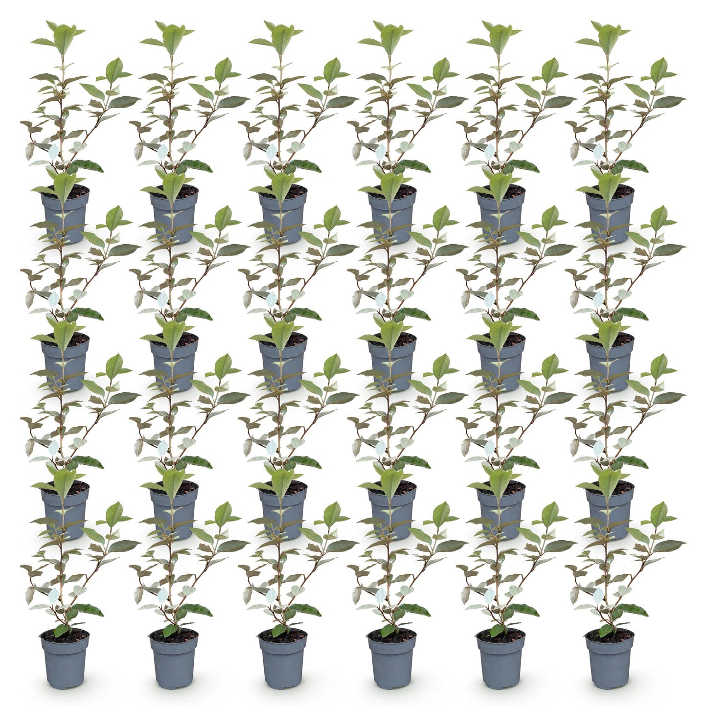 Elaeagnus ebbingei Compacta : lot de 28 oliviers des dentelles persistants en pot de 9cm, hauteur 25-35cm, prêts à être plantés.