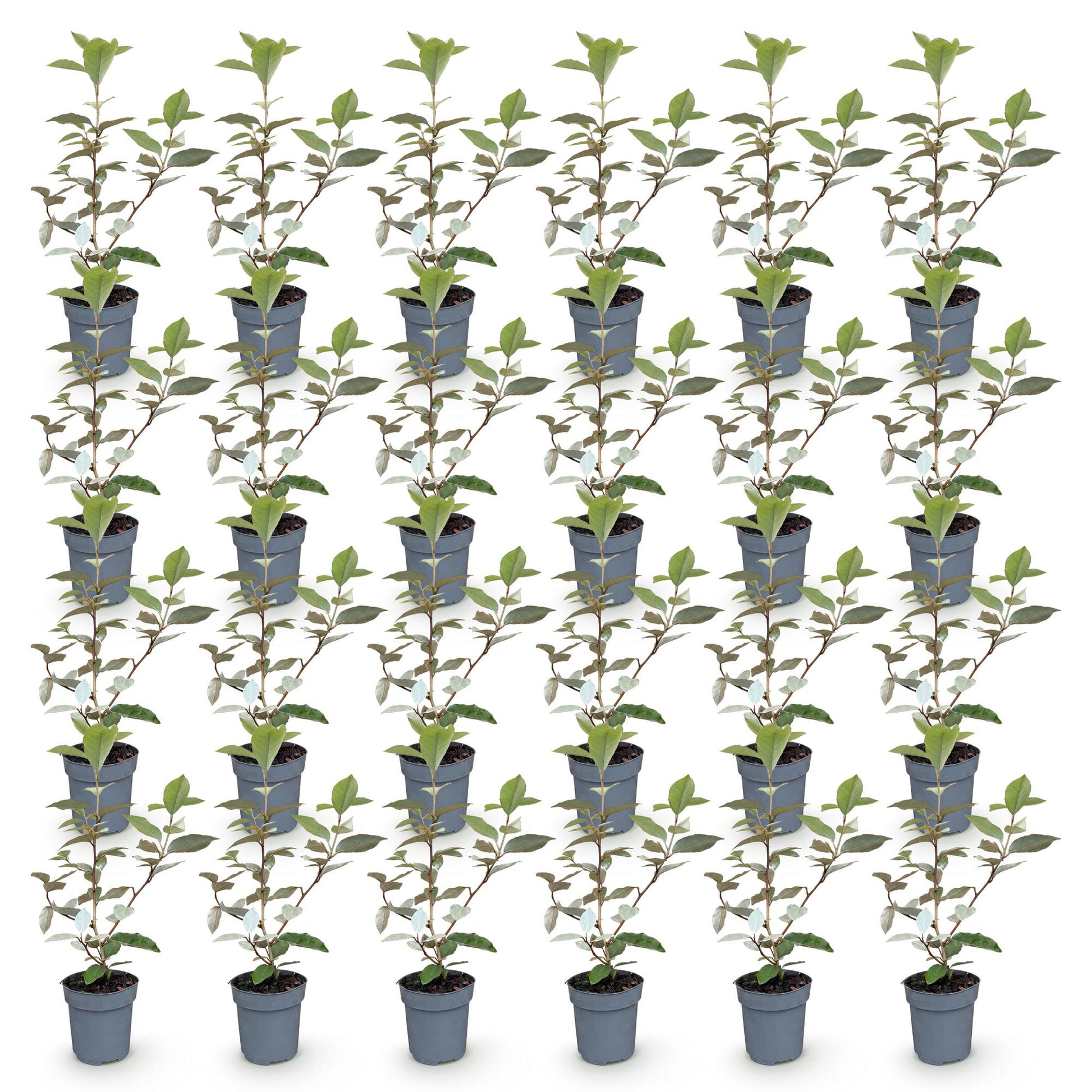 Elaeagnus ebbingei Compacta : lot de 28 oliviers des dentelles persistants en pot de 9cm, hauteur 25-35cm, prêts à être plantés.
