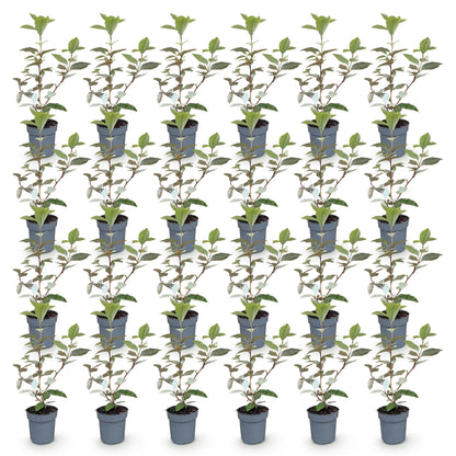 Elaeagnus ebbingei Compacta : lot de 28 oliviers des dentelles persistants en pot de 9cm, hauteur 25-35cm, prêts à être plantés.