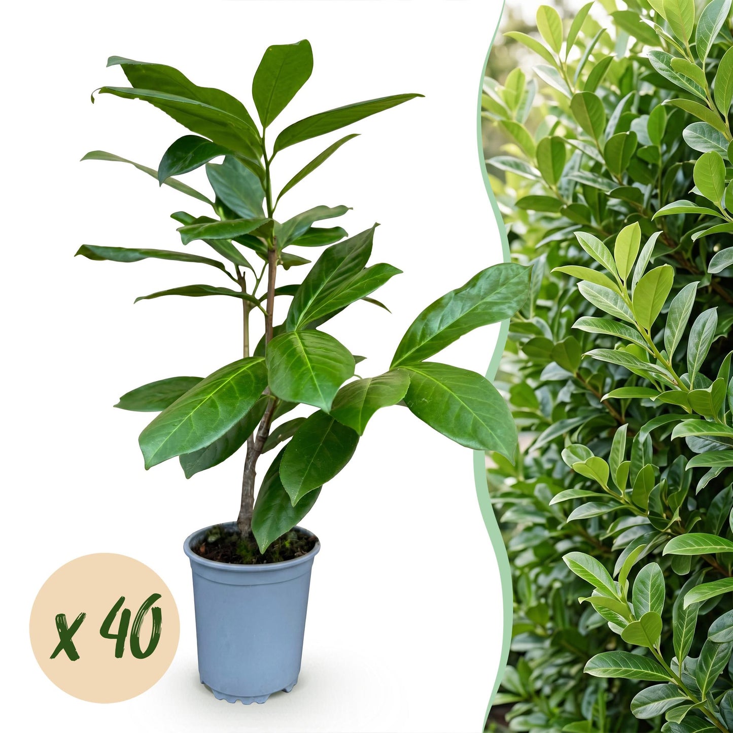 Prunus laur. Rotundifolia, jeunes plants en pot avec pastille "x40", à côté d'une haie mature de la même espèce. Idéal pour haie persistante