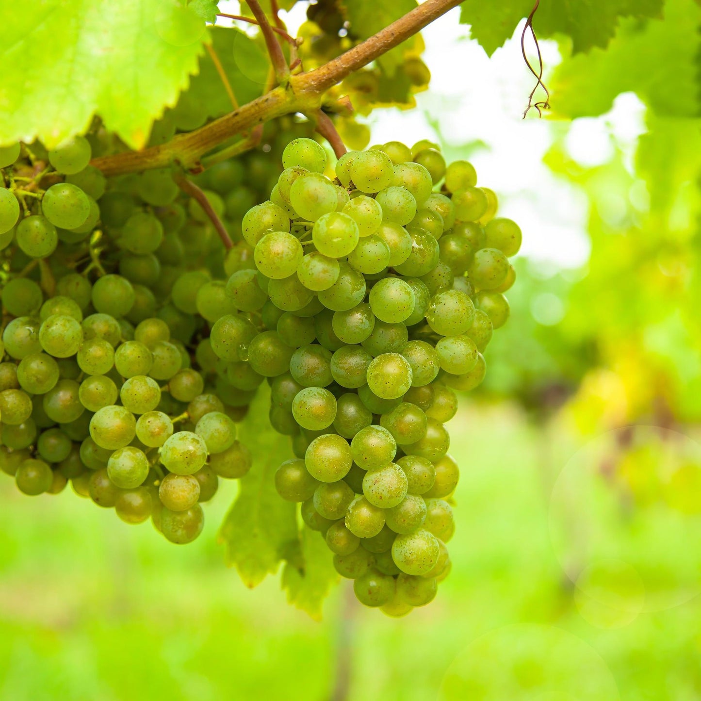 Vitis vinifera Vroege van der Laan. Gros plan sur des grappes de raisins verts, juteux et brillants de rosée, suspendues à la vigne, prêtes 