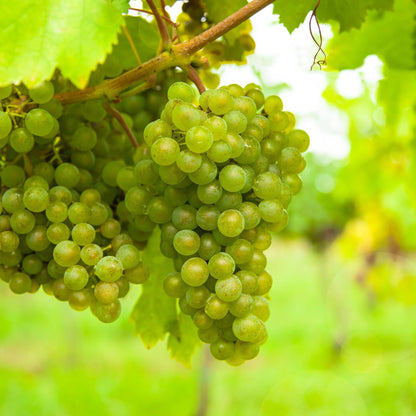 Vitis vinifera Vroege van der Laan. Gros plan sur des grappes de raisins verts, juteux et brillants de rosée, suspendues à la vigne, prêtes 