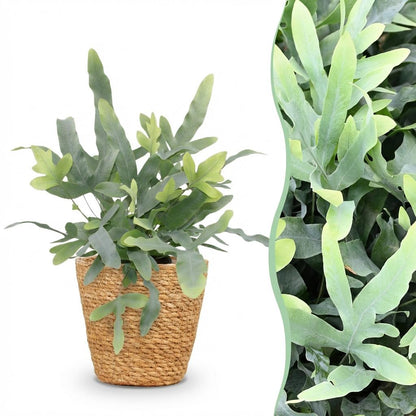 Plante d'intérieur - Phlebodium aureum Blue Star - Fougère Bleue - Plante Amie des Animaux - Bleu - 1 Plante - avec Panier - Pot 12cm - Hauteur 25cm